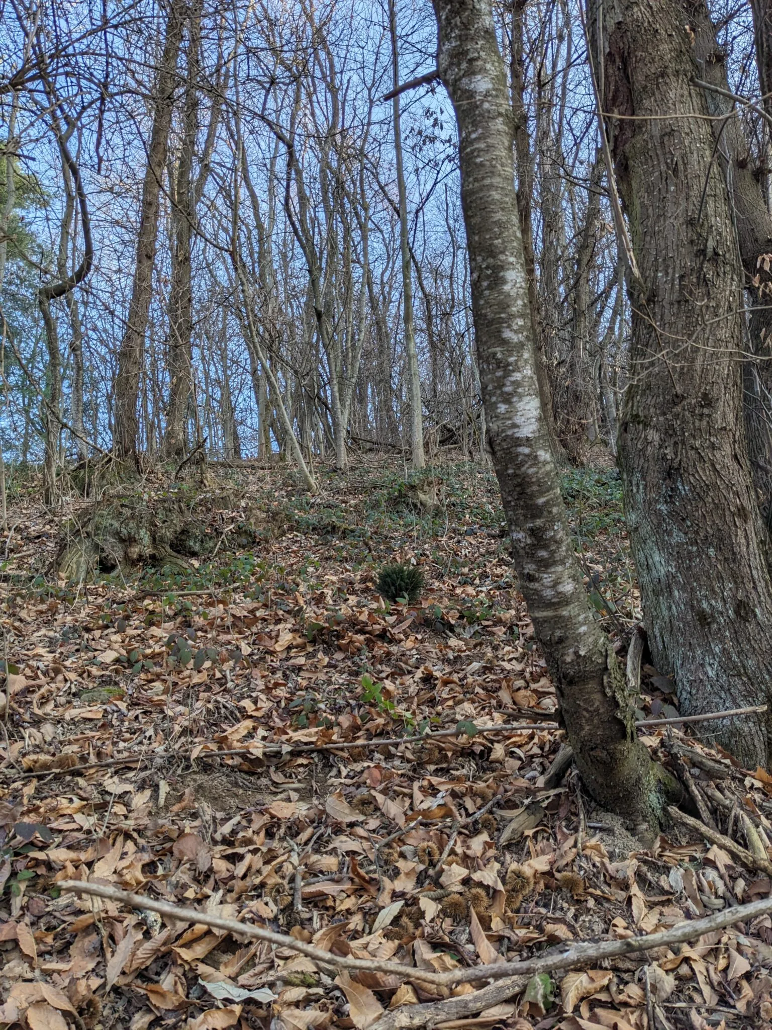 Pif (punto informativo forestale)